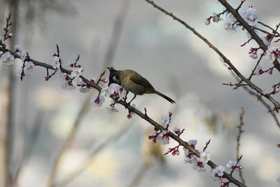 Low angle view of bird perching on cherry tree