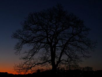 Silhouette of bare tree against sky at night