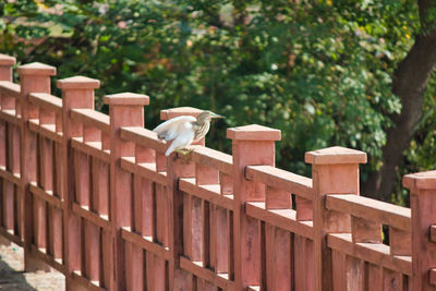 View of an animal on wooden railing