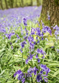 Close-up of purple flowering plants on field