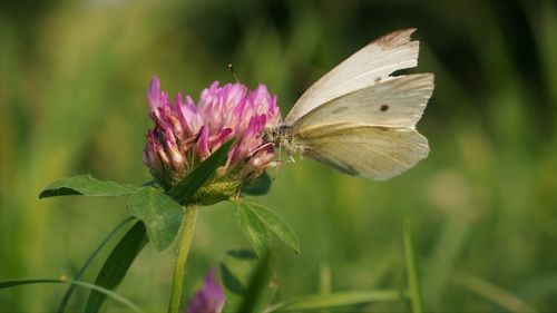 Close-up of butterfly on pink flower