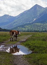 Cow walking by puddle against mountain