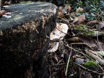 Close-up of insect on tree trunk
