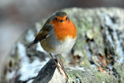 Close-up portrait of robin perching on tree stump