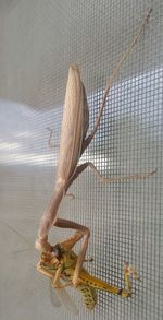 Close-up of snake hanging