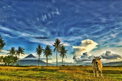 Trees on field against cloudy sky