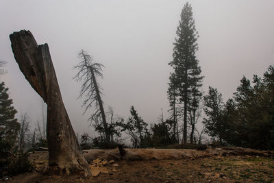 Low angle view of trees against sky during foggy weather