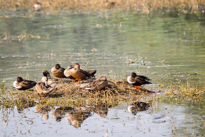 Ducks swimming in lake