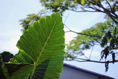 leaf