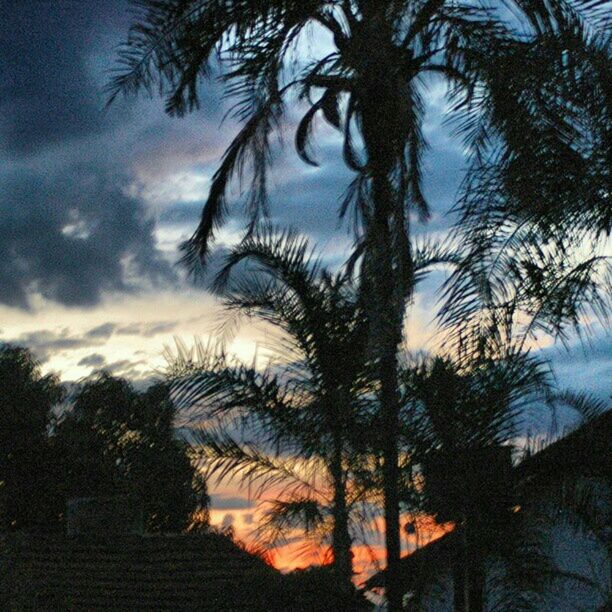 LOW ANGLE VIEW OF PALM TREES AT SUNSET