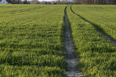 Tire track in a fresh grain field. it's spring.