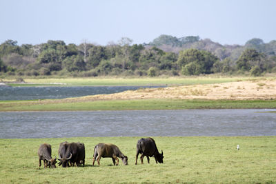 Horses in a field