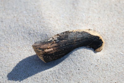 High angle view of animal on sand