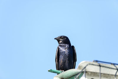 Low angle view of bird perching against clear sky