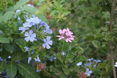 Close-up of purple flowers blooming outdoors