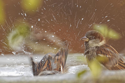 Close-up of birds swimming in lake