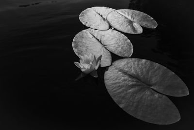 Close-up of lotus water lily in lake