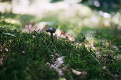 Close-up of mushroom on grass