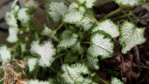 Close-up of plants