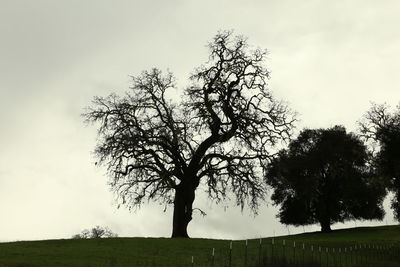 Trees on field against cloudy sky