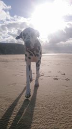 Dog standing on sand at beach against sky