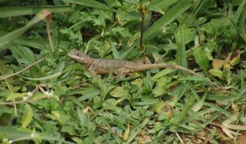 Close-up of lizard on plant