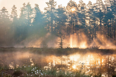 Scenic view of lake in forest