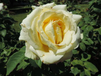 Close-up of rose flower