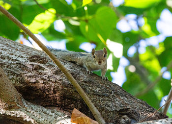 Close-up of squirrel on tree