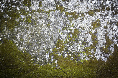 Low angle view of trees