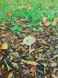 Leaves on field