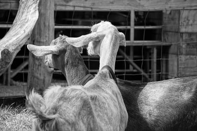 Two goats looking away