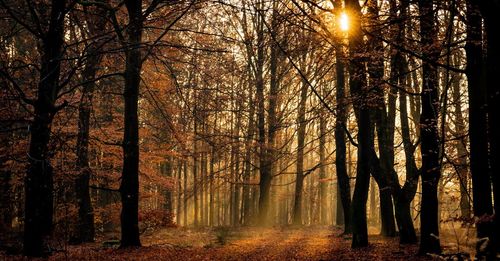 Trees in forest during autumn