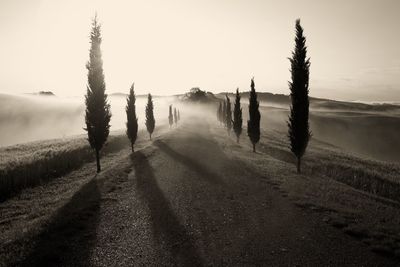 Panoramic view of road amidst trees on field against sky