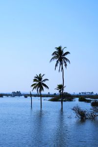 Palm trees by sea against clear blue sky