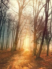 Bare trees in forest