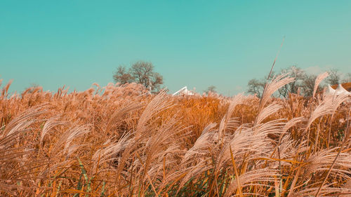 Close-up of wheat field against clear sky