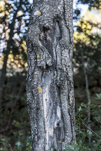 Close-up of lichen on tree trunk