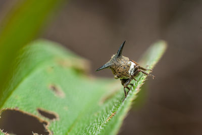 Close-up of insect on leaf