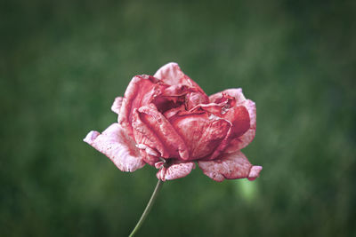 Close-up of pink rose