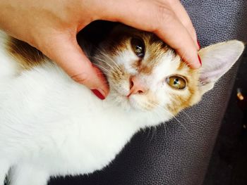 Close-up of hand holding cat