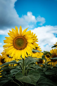 Sunflowers and blue skies