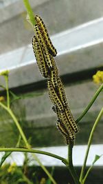 Close-up of caterpillar on plant