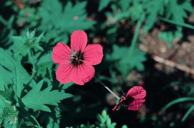 Close-up of pink flowering plant