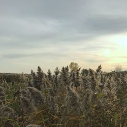 Plants growing on field against sky