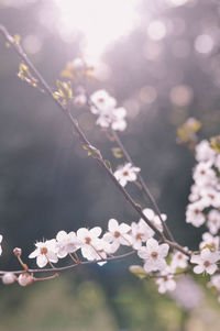 Close-up of fresh flowers with water drops