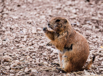 Side view of an animal on land