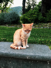 Portrait of a cat sitting on a tree