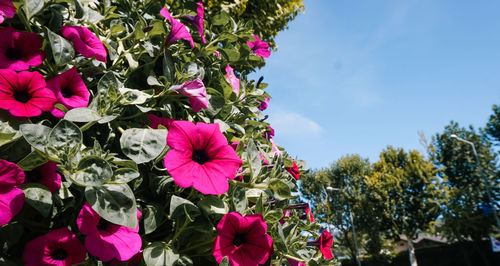 Close-up of pink flowering plants against sky