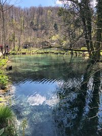 Scenic view of lake in forest against sky